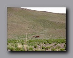Click to enlarge 814 shelr bpk 13062005 wild horses in valley 6.jpg